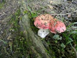 Russula rubroalba