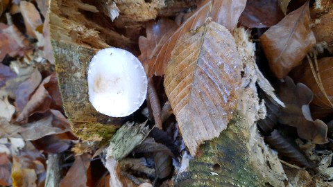 Pholiota lenta