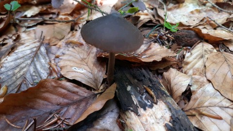 Entoloma hirtipes