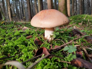 Hygrophorus pudorinus