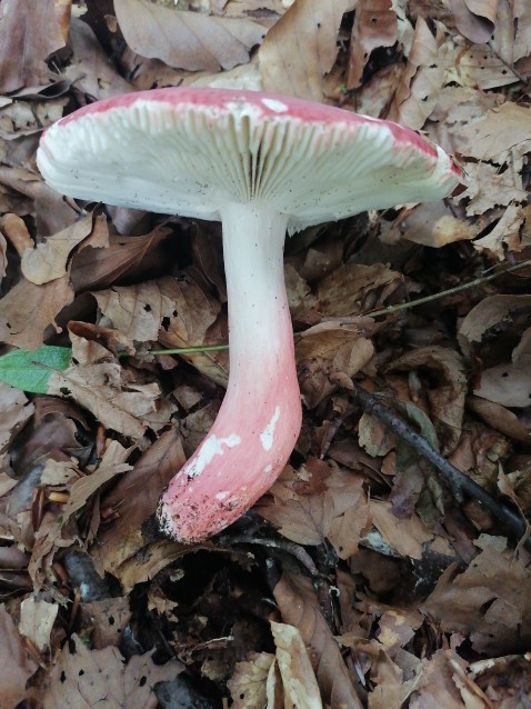 Russula aurora