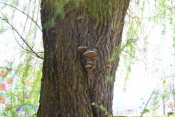 Phellinus igniarius