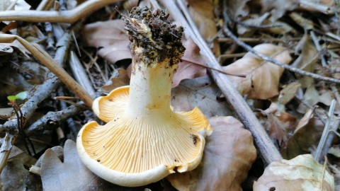 Cantharellus cibarius