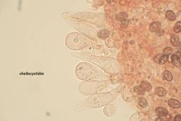 Psathyrella clivensis