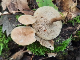 Lentinus arcularius