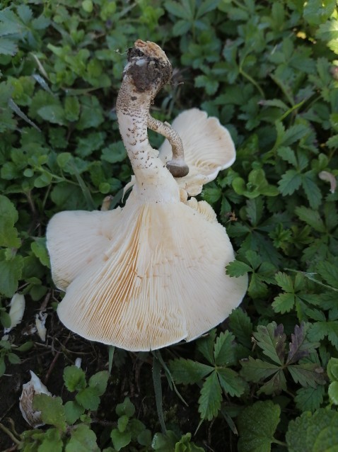 Lentinus tigrinus