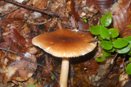 Amanita fulva