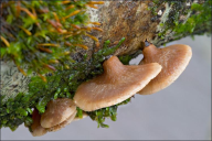 Tectella patellaris