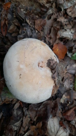 Lactifluus vellereus