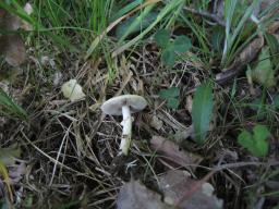 Agrocybe praecox