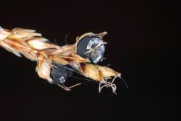 Anthracoidea sempervirentis