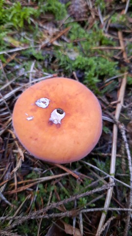 Lactifluus volemus