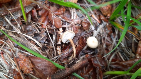 Lentinus brumalis