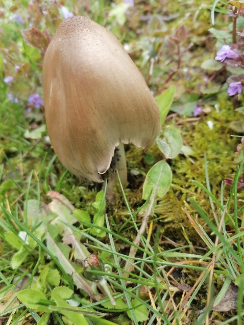 Coprinopsis atramentaria