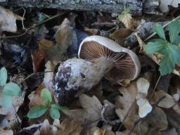 Cortinarius aprinus