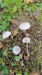 Mycena rosea