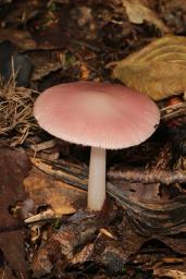 Mycena rosea