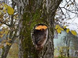 Pholiota adiposa