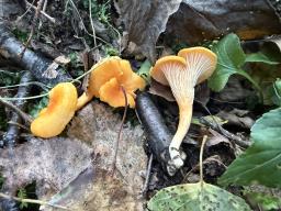 Cantharellus friesii