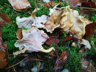 Cantharellus melanoxeros