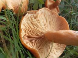 Lactarius porniniae