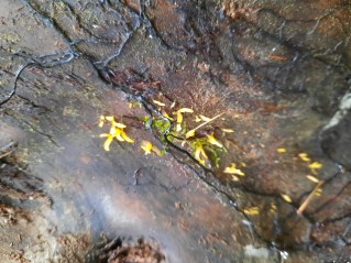 Calocera cornea