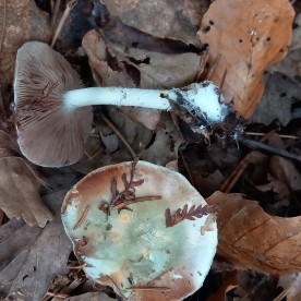 Stropharia aeruginosa