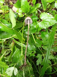 Panaeolus papilionaceus