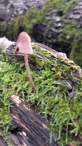 Mycena haematopus