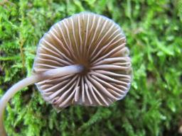 Mycena inclinata