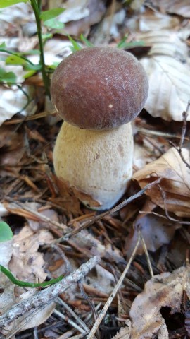 Boletus pinophilus