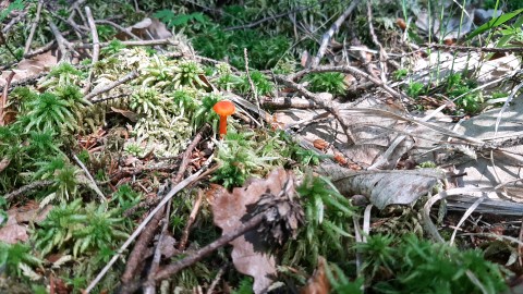 Hygrocybe cantharellus