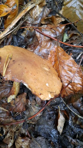 Suillus granulatus