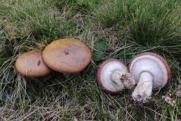 Suillus luteus