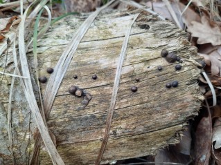 Lycogala epidendrum