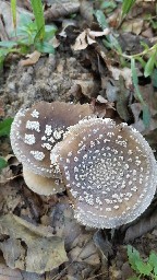 Amanita pantherina