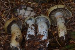 Cortinarius subtortus