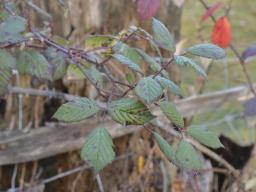 Phragmidium violaceum
