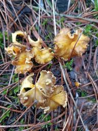 Craterellus lutescens