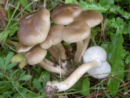 Lyophyllum loricatum