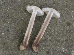 Amanita lepiotoides