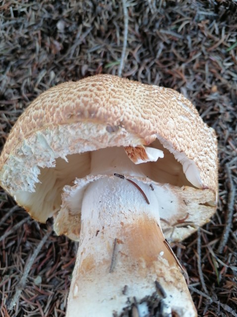 Agaricus augustus