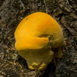 Vanderbylia fraxinea