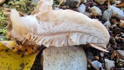Lignomyces vetlinianus