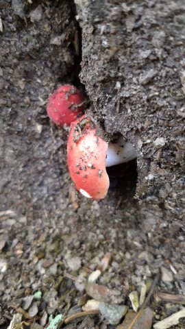 Russula emetica