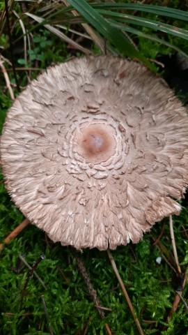 Chlorophyllum olivieri