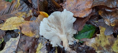 Clitocybe dealbata