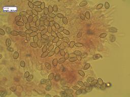 Conocybe pygmaeoaffinis