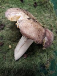 Russula risigallina