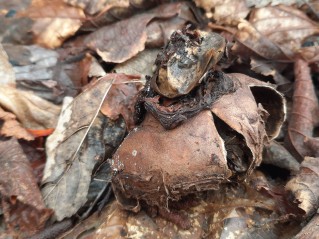 Geastrum triplex